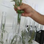 Preparazione Santonico di Barena