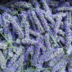 Lavanda di Barena