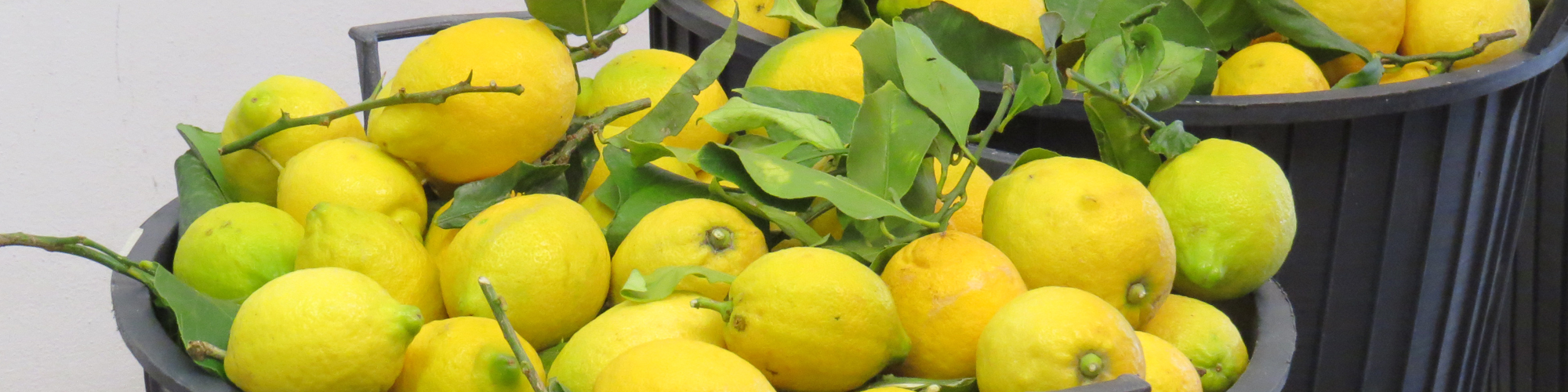 Limoni BIO Sorrento