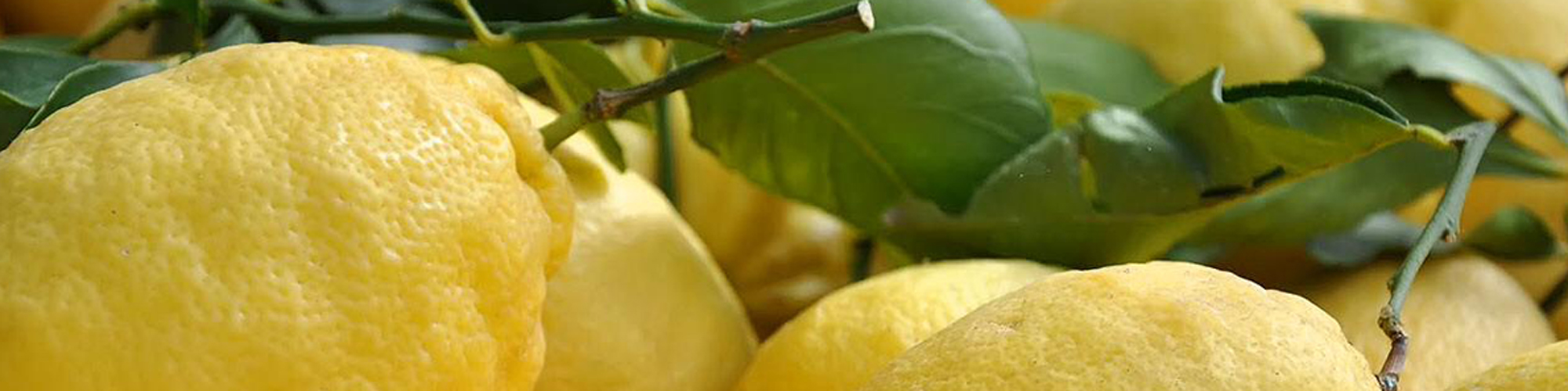 Limoni donna Frida